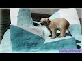 Медвежата учатся нырять