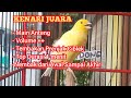 The Champion Canary Bird Burung Juara Kenari F Gacor Kicau Pidong Mp3 - Mp4 Download
