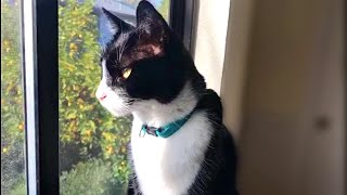 Tuxedo cat - Cute cats videos by Kitty Panzon - Cat Adventures 40,721 views 4 years ago 6 minutes, 46 seconds