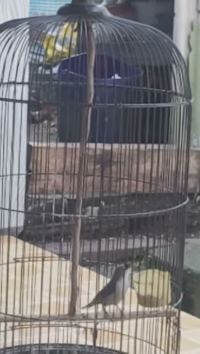 Rambatan paruh merah