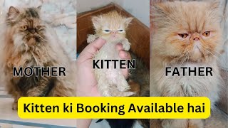 Persian kitten Booking Available in gujranwala || punch face kitten. Extreme punch face kitten 🐾😻 by persian cat Gujranwala 1,021 views 1 month ago 5 minutes, 16 seconds