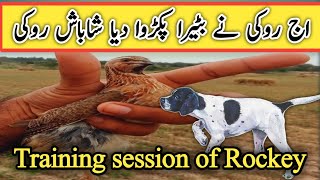 Rockey training session highlights | international champion bloodline  pointer dog| pointer training