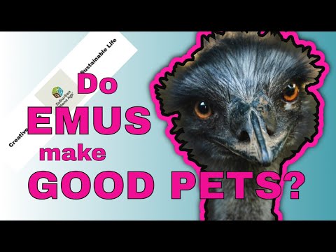 فيديو: هل تعيش emus؟