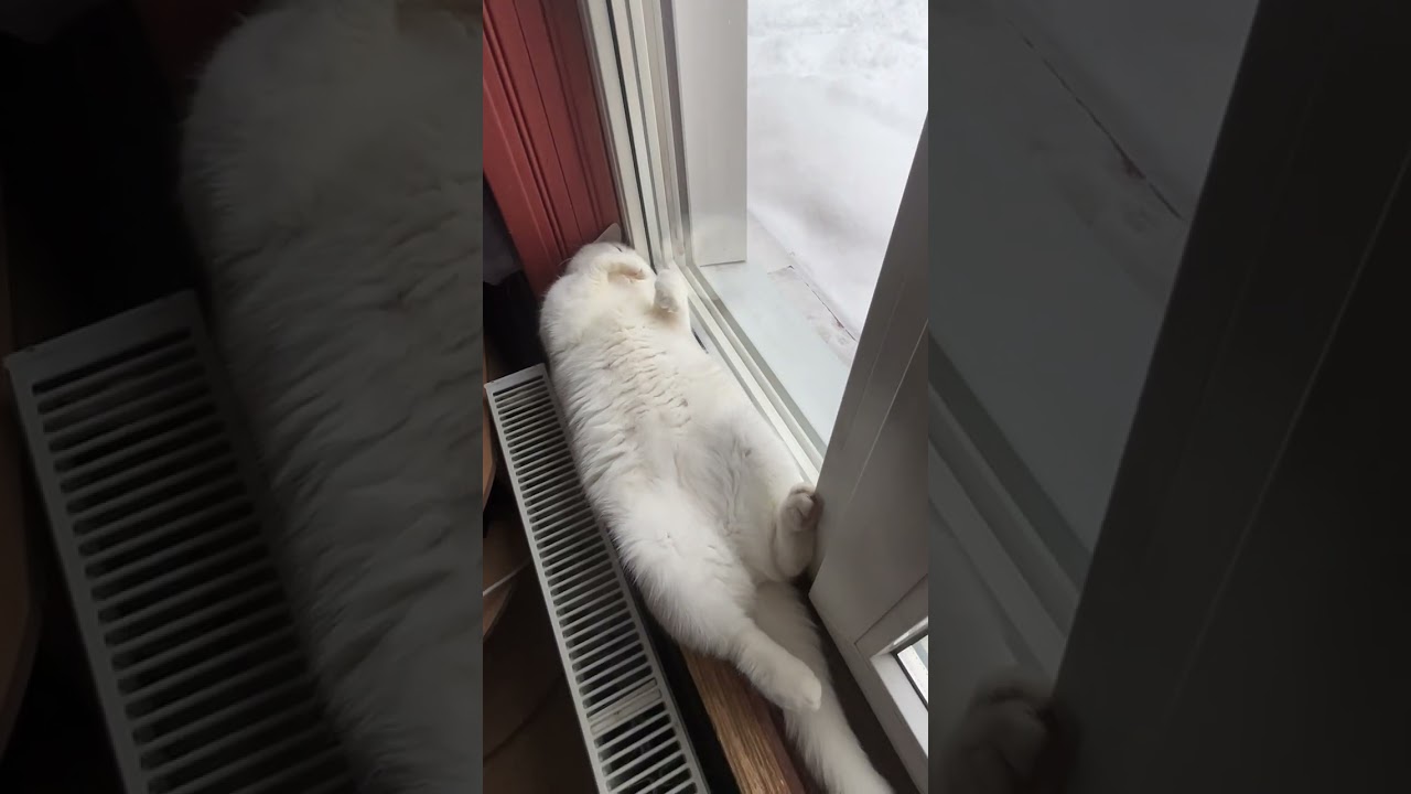 Главный герой Стёпка🐱 помогает деду👴🏻 денюшку экономить🙂…    ❤️🐱❤️👴🏻❤️