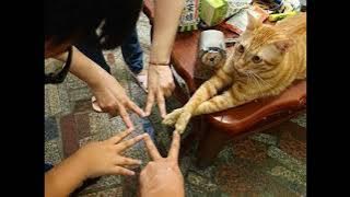 [🐱SOLVED] Royal Treatment Plant - Funky (2005)