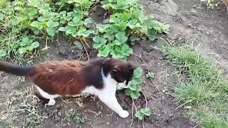 Собачка и кошки поели сытно. 😺😽😺