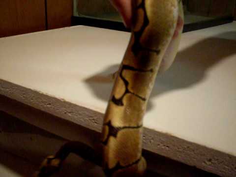 ball python update