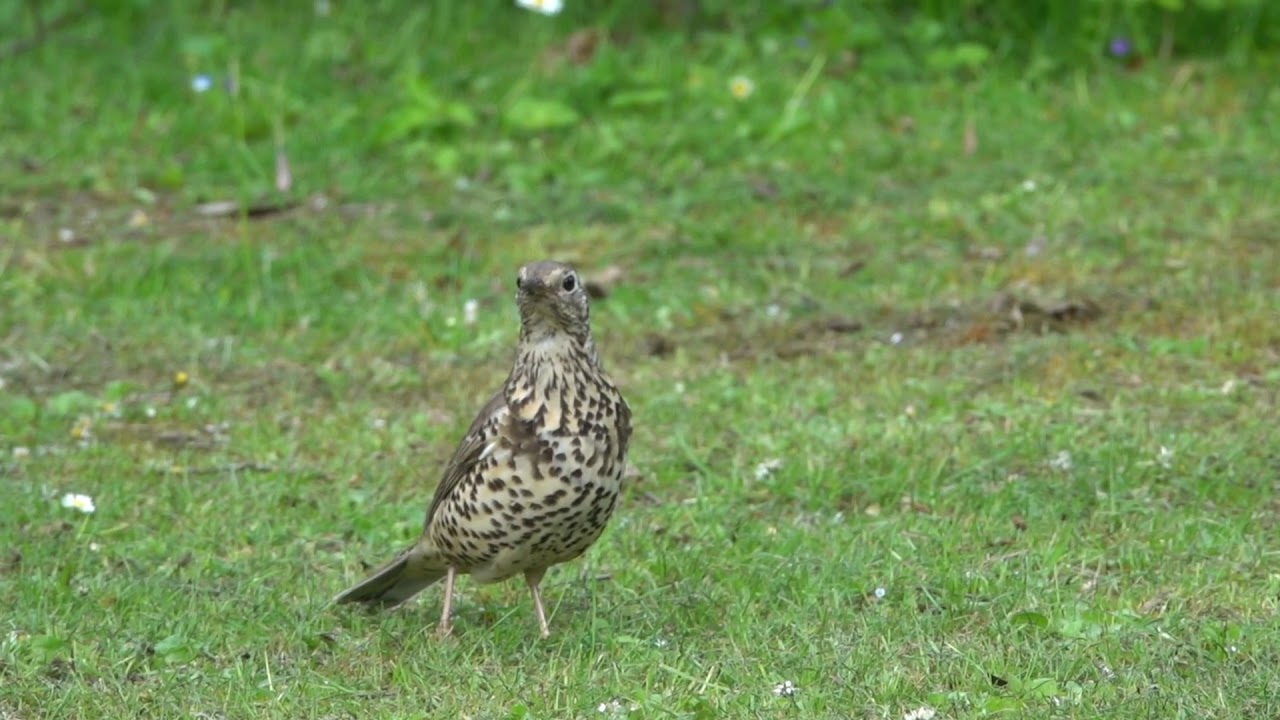 🇩🇪 겨우살이개똥지빠귀 -Mistle Thrush (Turdus viscivorus) 