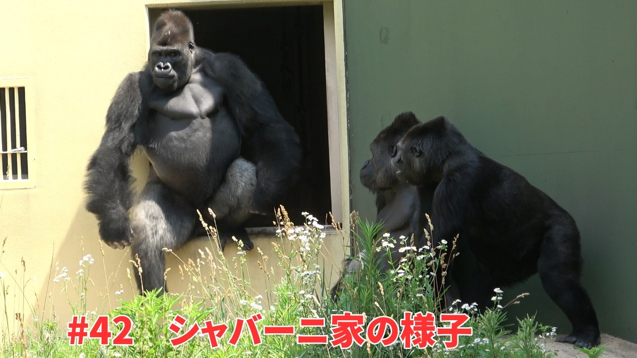 A beautiful Japanese gorilla family【東山動物園ゴリラ】Shabani
