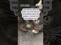 Kitten survives 100-mile trip in car's grill