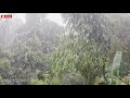 HEAVY RAIN SOUNDS WITH FOG IN THE FOREST FOR RELAXATION, SLEEPING, STUDYING AND MEDITATION