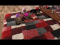 Обезьянка Люся играет с щенками Сиба Ину