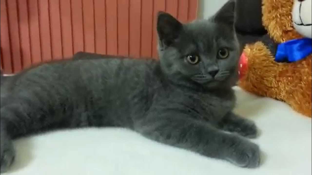 Как выглядит котенок в 4 месяца фото Sleepy British Shorthair Kitten ANTON (4 months old). Британская короткошерстная