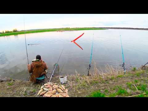 ЗВЕРЮГА РВЕТ ФРИКЦИОН! Бобер Борис в шоке и БЕШЕНАЯ РЫБАЛКА на карася на поплавок