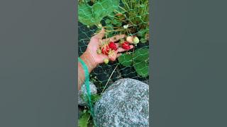 Strawberry Picking at 11.30pm in Finland