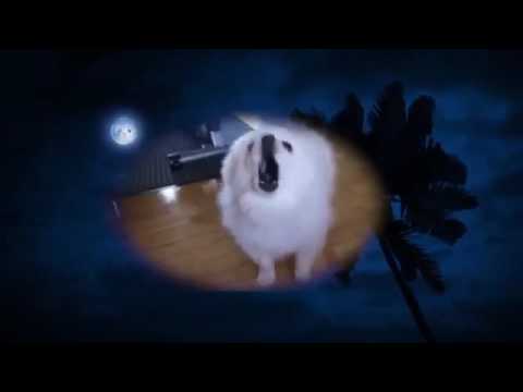 Careless Bork Careless Bork