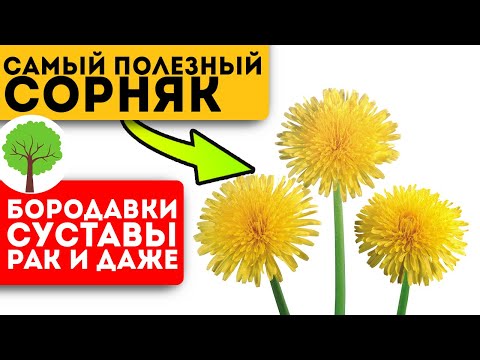 Одуванчик творит! Выгонит из организма даже самую живучую хворь, а потом…