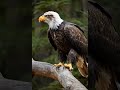 🦅 The Majestic Power of the Bald Eagle | Nature’s King in 8K 🌲✨