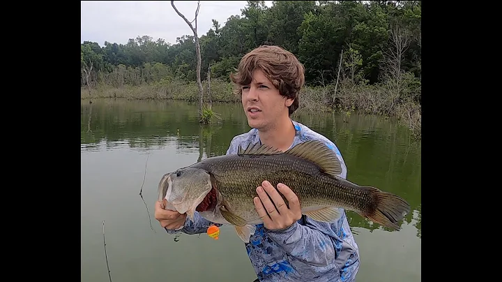 Huge Bass Destroys Live Bluegill