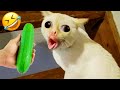 You Laugh, You Lose 🤣😹 Funniest Cats And Dogs 2025 😹🐶