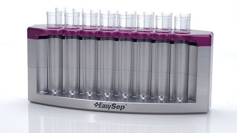 Simultaneous Cell Isolation from Multiple Samples Using the EasyEights™ EasySep™ Magnet