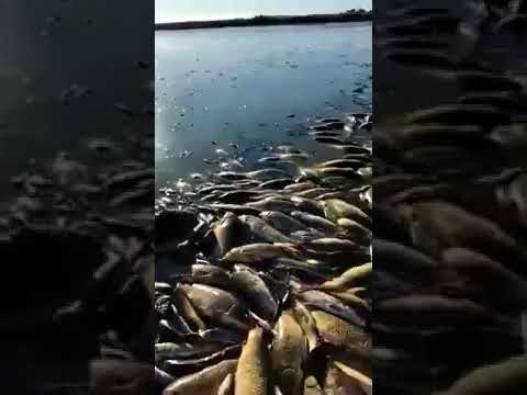 Impactantes imágenes de la mortandad de peces en un canal de Junín