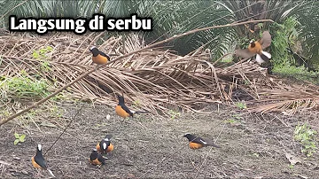 Wadidaww!! Pikat ku langsung di serbu murai ganas penunggu kebun sawit ini #mikatburung #muraibatu