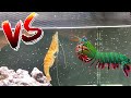 Giant mantis shrimp vs giant shrimp