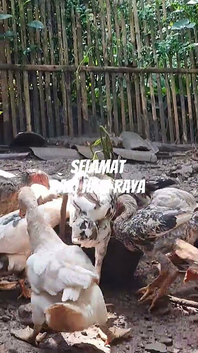 🔥DITERTAWAIN SIMENTOK LOLOS DARI OPOR HARI RAYA #fyp #mentok #ayam
