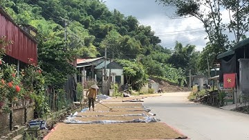 Nguy cơ mất an toàn giao thông mùa gặt