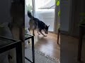 Husky Begging for Forgiveness 🥺🐕#GuiltyDog #CatBoss #PetReels