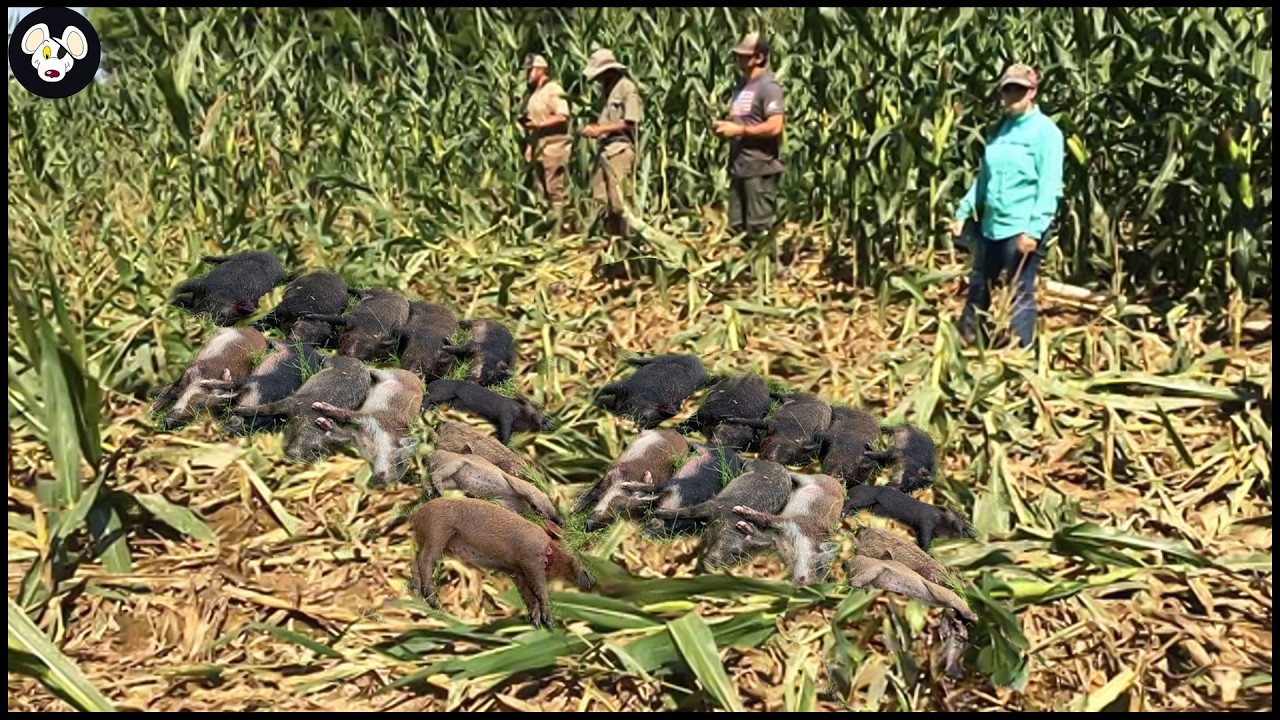 Texas Farm Wild Boar Hunting - What Wild Boars Are Doing To Texas Corn Fields