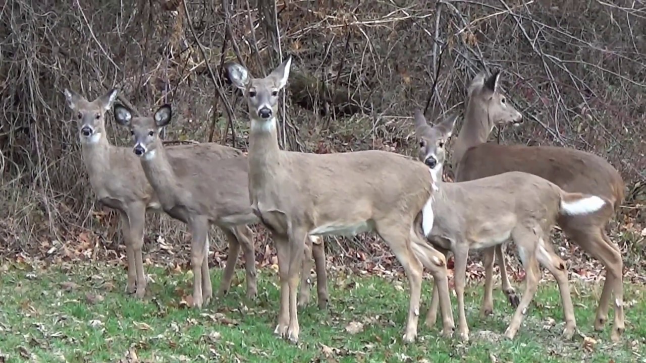 How Fast Does A Whitetail Deer Run