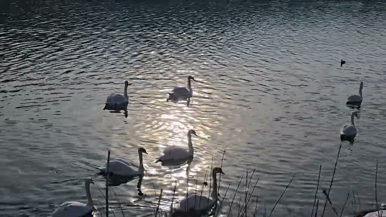 2026-01-11 ZBILJE Zbiljsko jezero ANSERIFORMES Cygnus olor LABOD GRBEC