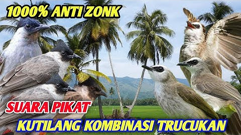 SUARA PIKAT TRUCUKAN RIBUT KOMBINASI KUTILANG KOMBINASI MAUT SANGAT MEMPESONA MP3 SUARA JERNIH