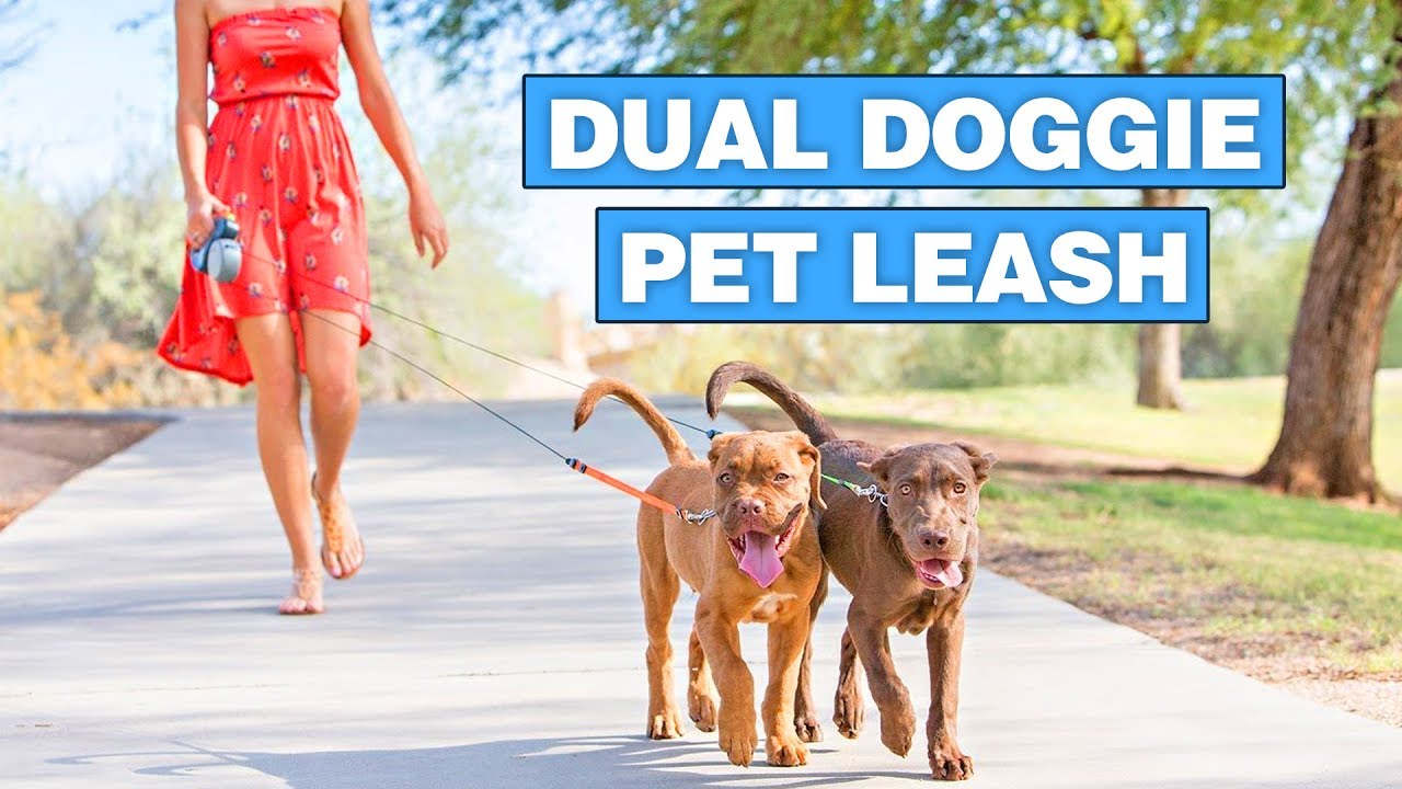 dual retractable leash