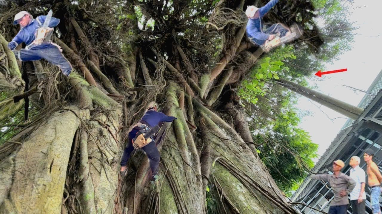 Cưa Cây Xanh To Khủng Khiếp Tàn Khủng Trùm Lên Trụ Điện,Lên Nóc Nhà, Ngay Lộ Xe, Cưa Kỹ Thuật,1/2