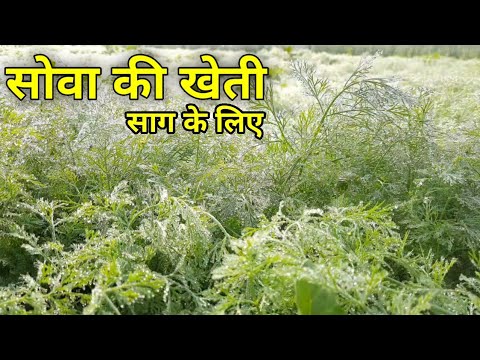 वीडियो: सोआ किसके लिए अच्छा है?