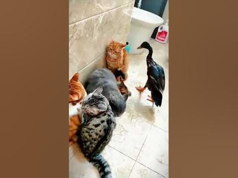 Вот это утка! 🤣🤣🤣 - YouTube
