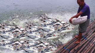 Dry Pallet Food Feeding Fish | Fish Feeding Method