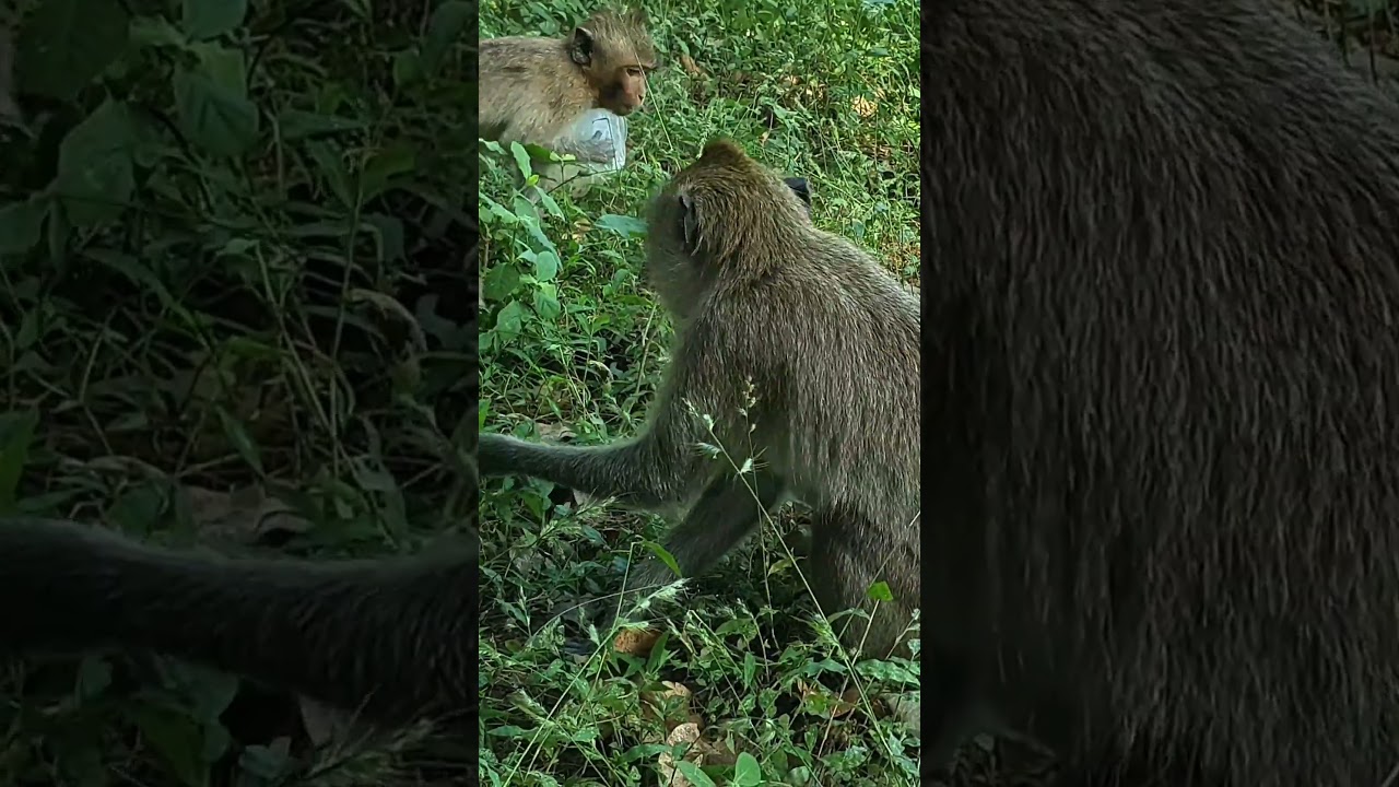 Entertainment video, natural beauty, full of fun entertainment activities of people and animals #21