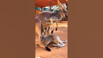 هاذخلق الله | سوره لقمان الايه11.القارئ #اسلام_صبحي