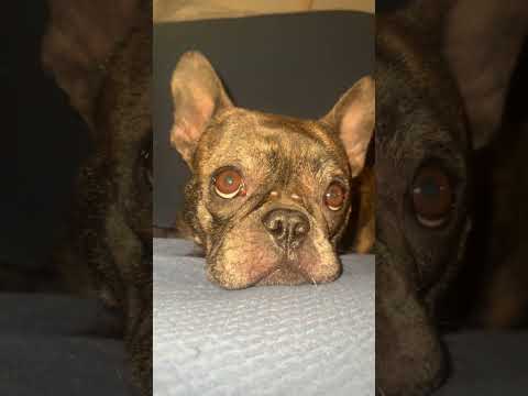 You Can T Never Leave Dogsoftiktok Cutedog Puppylove Dogshorts Funnydogsofinstagram