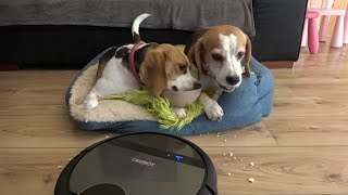Smart dog deals with dogs hair | Funny dog testing robot vacuum