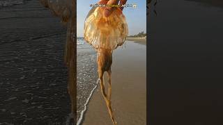 Brave Act: Saving The World's Most Venomous Jellyfish From Shore 🥺