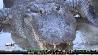 How to Survive a Gator Attack