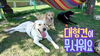 감당안되는 대형견들의 체력...ㄷㄷ 리트리버 특공대 🐕