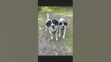 ☘️💦🐶#capcut#dog#doglover#viral#youtube#summer#subscribe#video#youtubeshorts#foryou#follow#fyp