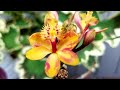 Todo sobre Fertilizantes para Orquídeas #Orquídeasenelmundo ║Orquídeas en el mundo