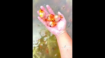 Ranchu tàu cụt mini #ranchu #goldfish #cavang #thucung #xuhuong #cacanh
